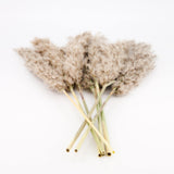 Dried Pampas Décor