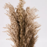 Dried Pampas Décor