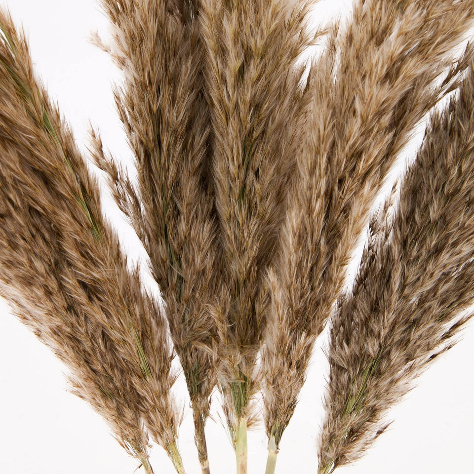 Dried Pampas Décor